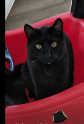 Lost Male Cat last seen Highway 2a exit crossfield, Crossfield, AB 
