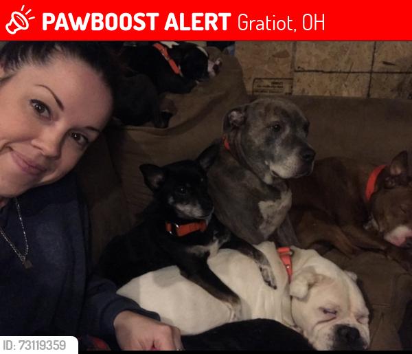 Lost Female Dog last seen Main St. Gratiot, Gratiot, OH 43740