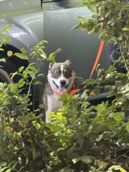 Found/Stray Male Dog last seen High Point Commons Park, Seattle, WA 98126