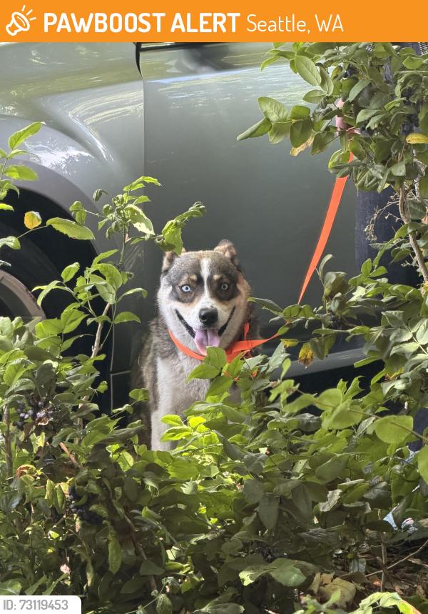 Found/Stray Male Dog last seen High Point Commons Park, Seattle, WA 98126