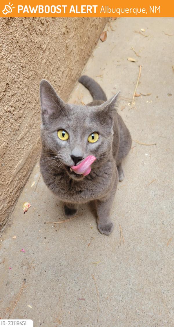 Found/Stray Male Cat last seen Richland Hills/Beacon Knoll CT NW, Albuquerque, NM 87114