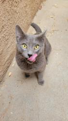 Found/Stray Male Cat last seen Richland Hills/Beacon Knoll CT NW, Albuquerque, NM 87114