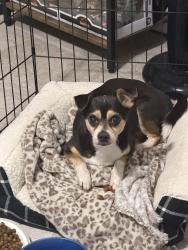 Reunited Male Dog last seen Arlington, TX 76006, USA, Arlington, TX 76006