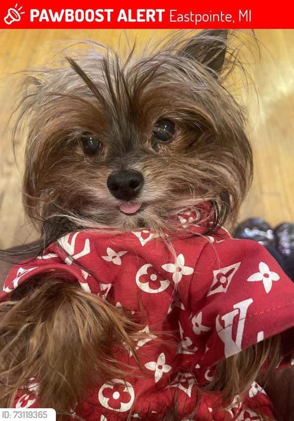 Lost Female Dog last seen 10 mile Kelly, Eastpointe, MI 48021