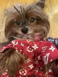 Lost Female Dog last seen 10 mile Kelly, Eastpointe, MI 48021