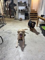 Reunited Male Dog last seen Silvergrove Rd, Bluff City, TN 37618
