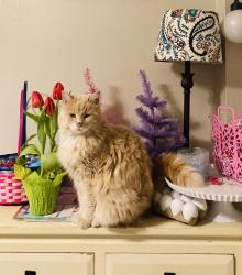 Lost Female Cat last seen Sonderen st, O'Fallon, MO 63366