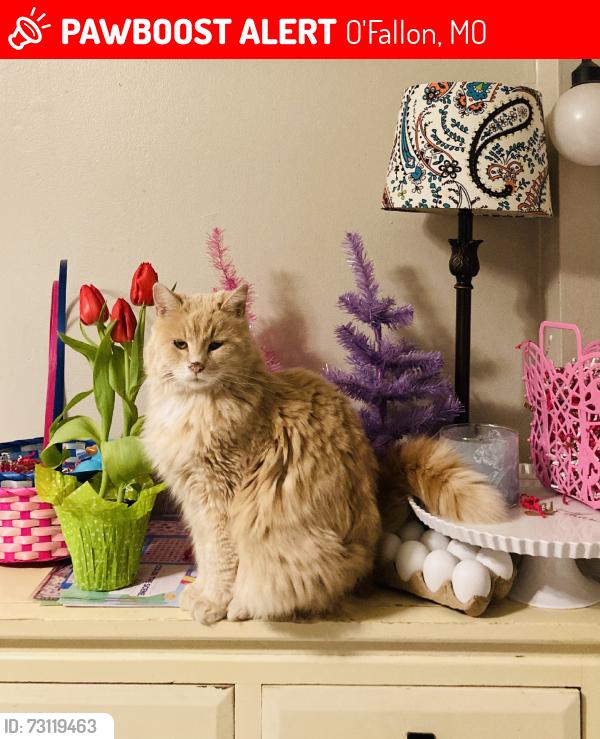 Lost Female Cat last seen Sonderen st, O'Fallon, MO 63366