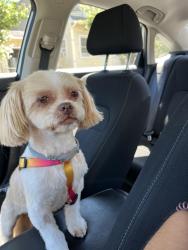 Lost Female Dog last seen Federal St., Rt 130, Camden, NJ 08105