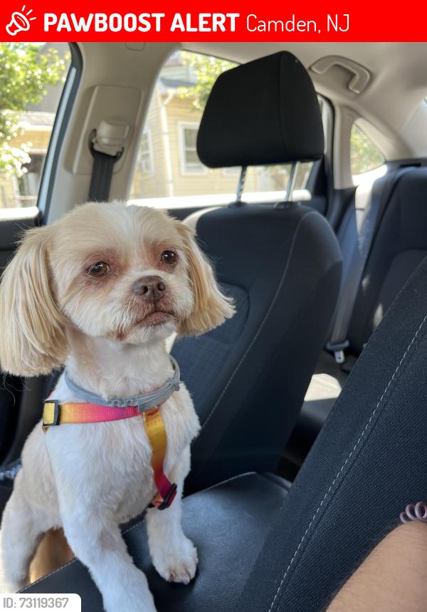 Lost Female Dog last seen Federal St., Rt 130, Camden, NJ 08105