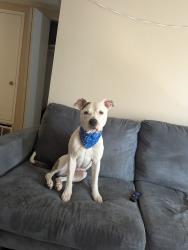 Reunited Female Dog last seen King Soopers on Illif and Buckley, Aurora, CO 80013