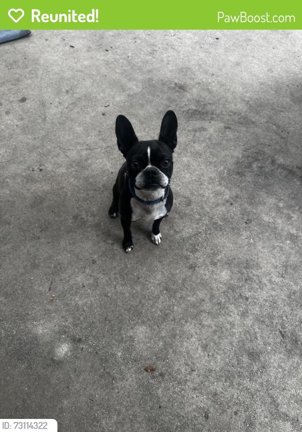 Reunited Female Dog last seen Near Raindrop Dr, San Antonio, TX 78216, USA, San Antonio, TX 78216