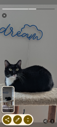 Reunited Female Cat last seen Greenway crossing, Plymouth, MN 55446