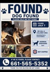 Found/Stray Male Dog last seen Brimhall and Calloway, Bakersfield, CA 93314