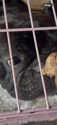 Reunited Unknown Dog last seen Third and Palou street in San Francisco, San Francisco, CA 94124