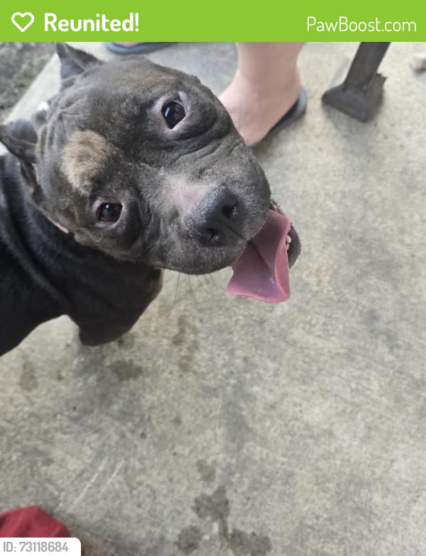 Reunited Female Dog last seen Lake Conroe bay, Willis, TX 77318