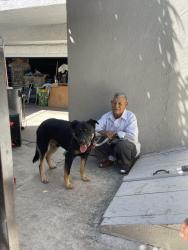 Lost Male Dog last seen Gage and Santa Fe, Huntington Park, CA 90255