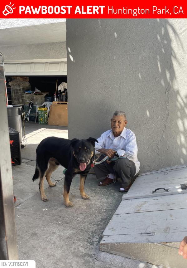 Lost Male Dog last seen Gage and Santa Fe, Huntington Park, CA 90255