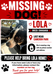 Lost Female Dog last seen paredes danna street, Brownsville, TX 78526