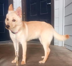 Found/Stray Female Dog last seen Almeda genoa, Houston, TX 77075