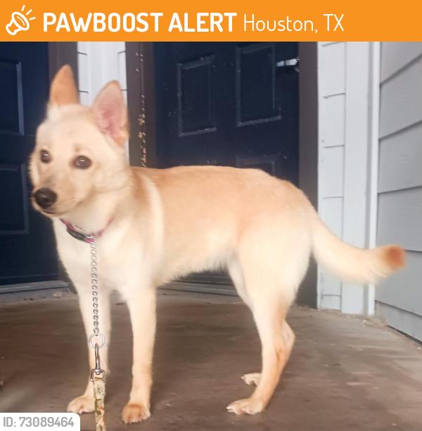 Found/Stray Female Dog last seen Almeda genoa, Houston, TX 77075
