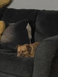 Lost Male Dog last seen Yuba st, Hesperia, CA 92345