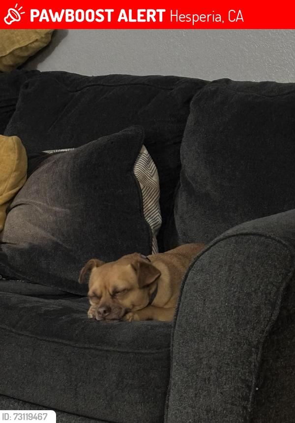 Lost Male Dog last seen Yuba st, Hesperia, CA 92345