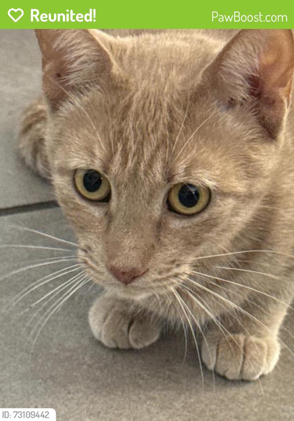 Reunited Female Cat last seen Janis, Riverside, CA 92504