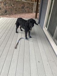 Reunited Unknown Dog last seen Near w exposition drive, Lakewood, Lakewood, CO 80228