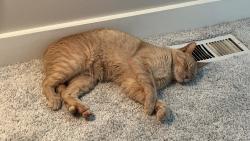 Reunited Male Cat last seen Lido/Harvey Lake rd, Highland Township, MI 48356