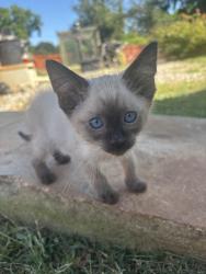 Lost Male Cat last seen Rockbridge rd, Norcross, GA 30093