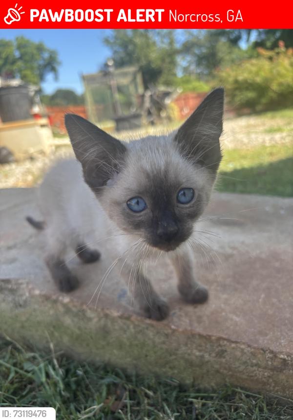 Lost Male Cat last seen Rockbridge rd, Norcross, GA 30093