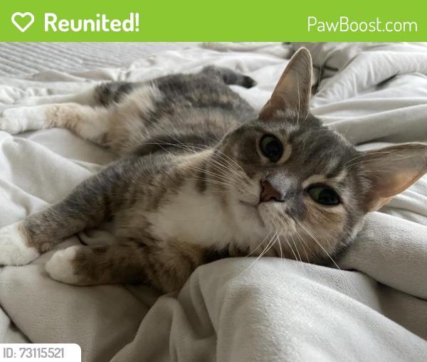 Reunited Female Cat last seen Near west side blvd laurel md 20707, Laurel, MD 20707