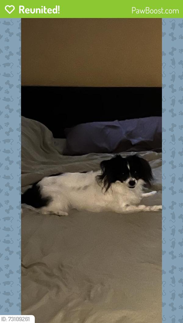 Reunited Female Dog last seen Beech Cove, New Richmond, OH 45157