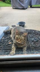 Reunited Unknown Cat last seen Mcclanes Court and Troupe Smith Rd, Rockdale County, GA 30094