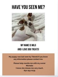 Lost Male Dog last seen Heaney Dr by Veterans Memorial, Houston, TX 77076