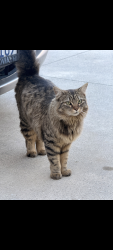 Reunited Female Cat last seen Myrtle and Cullen, Glendora, CA 91741