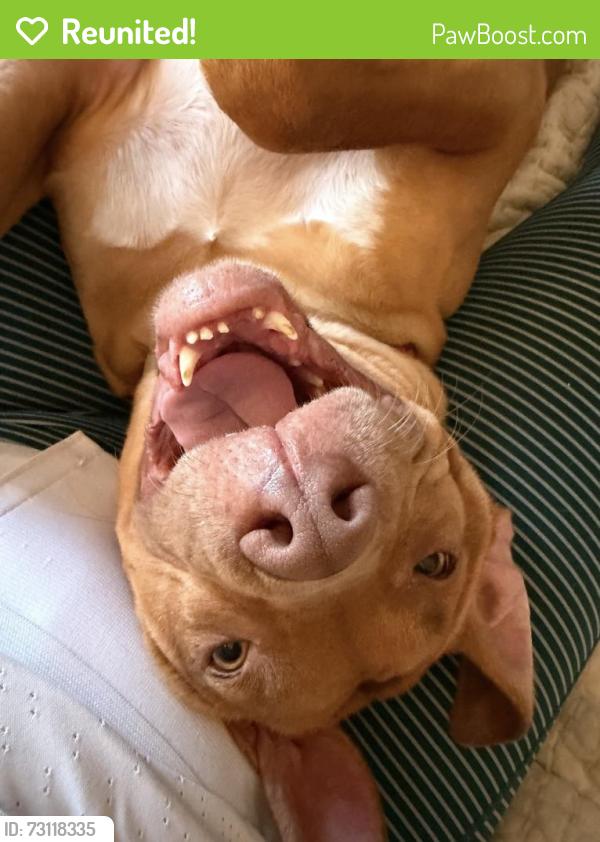 Reunited Female Dog last seen Royal ave & Corto, Simi Valley, CA 93065