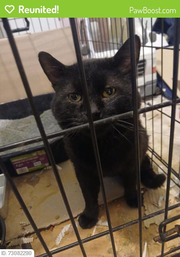 Reunited Male Cat last seen Garden Lane and Westridge, Festus, MO 63028