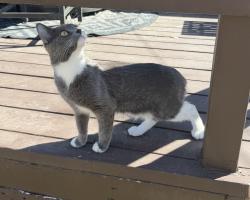 Lost Female Cat last seen Near s Galapago st, Englewood, CO 80110