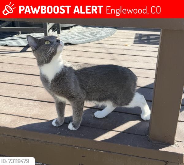 Lost Female Cat last seen Near s Galapago st, Englewood, CO 80110