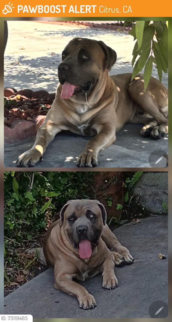 Found/Stray Male Dog last seen N. Oakbank Dr. & E. Chadley St., Citrus, CA 91722
