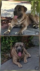 Found/Stray Male Dog last seen N. Oakbank Dr. & E. Chadley St., Citrus, CA 91722