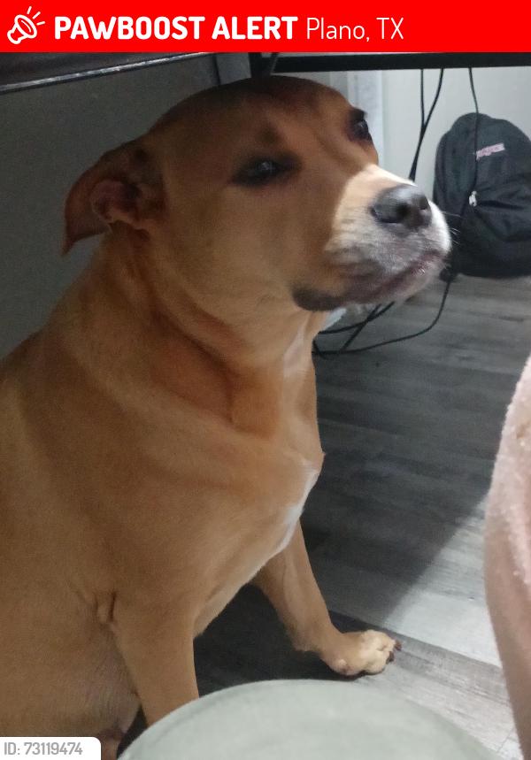 Lost Female Dog last seen apmt Complexes, Plano, TX 75074