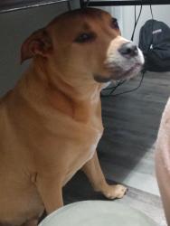 Lost Female Dog last seen apmt Complexes, Plano, TX 75074