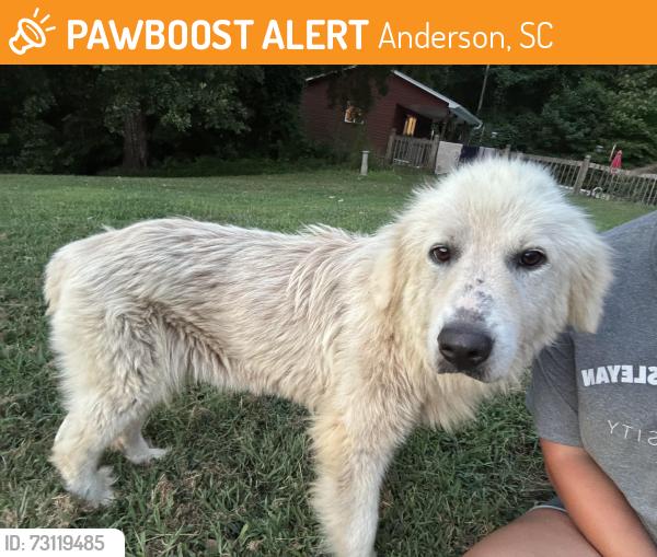 Found/Stray Female Dog last seen Near jockey lot, Anderson, SC 29621
