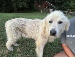 Found/Stray Female Dog last seen Near jockey lot, Anderson, SC 29621