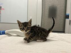 Shelter Stray Male Cat last seen E 51st St and E 50th Terrace, 64129, MO, 7077 Elmwood Ave, Kansas City, MO 64132, USA