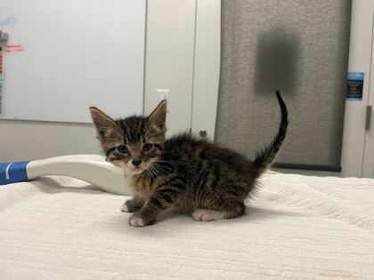 Shelter Stray Male Cat last seen E 51st St and E 50th Terrace, 64129, MO, 7077 Elmwood Ave, Kansas City, MO 64132, USA