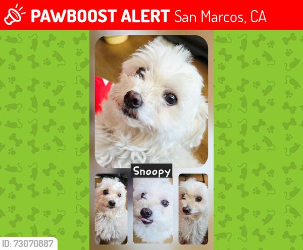 Lost Male Dog last seen Rock Springs Road, San Marcos, CA 92069